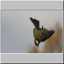 Parus major - Kohlmeise 10.jpg